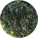 Ramsingh Nikku profile picture